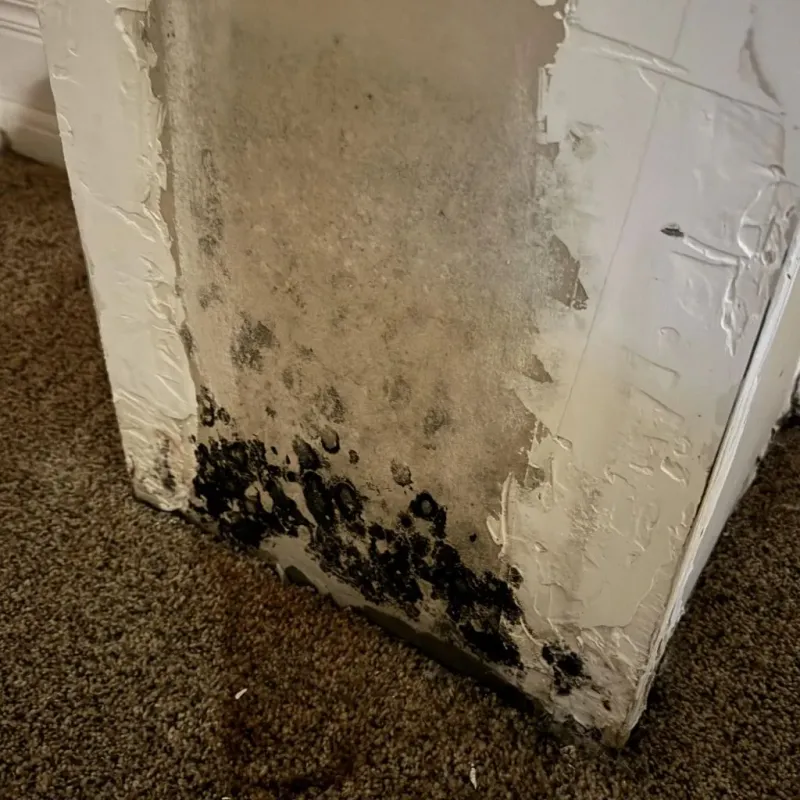 Professional Mold Removal in Londonderry, NH